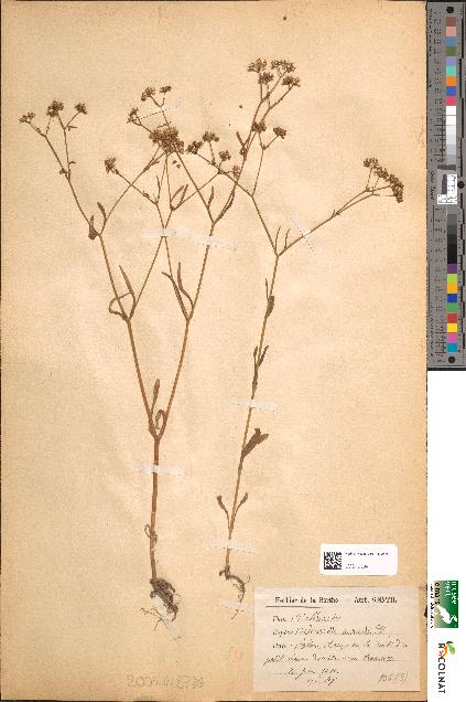 spécimen de Valerianella auricula