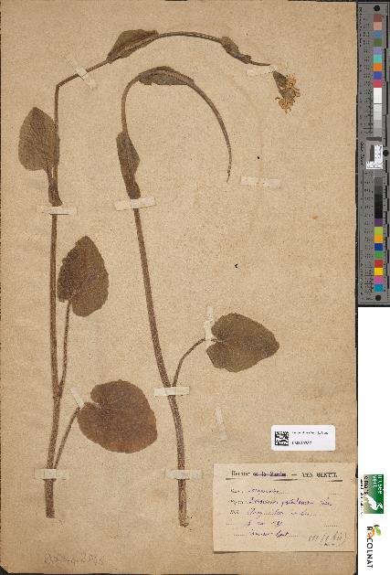 spécimen de Doronicum pardalianches