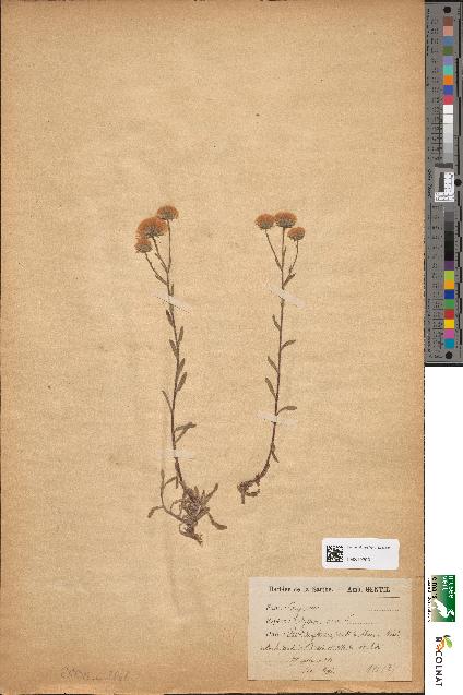 spécimen de Erigeron acer