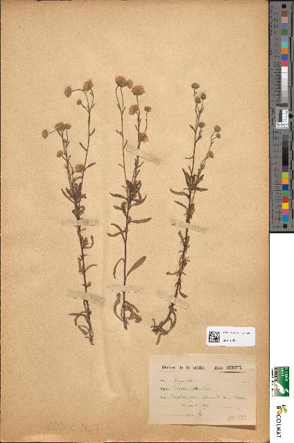 spécimen de Erigeron acer