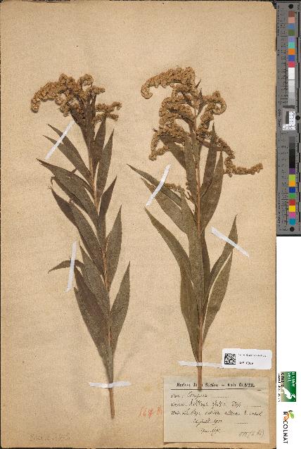 spécimen de Solidago glabra
