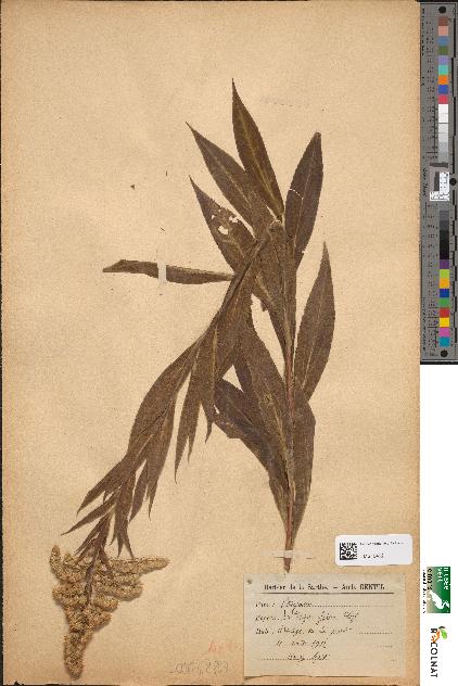 spécimen de Solidago glabra