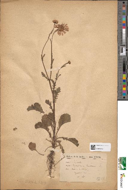 spécimen de Chrysanthemum leucanthemum
