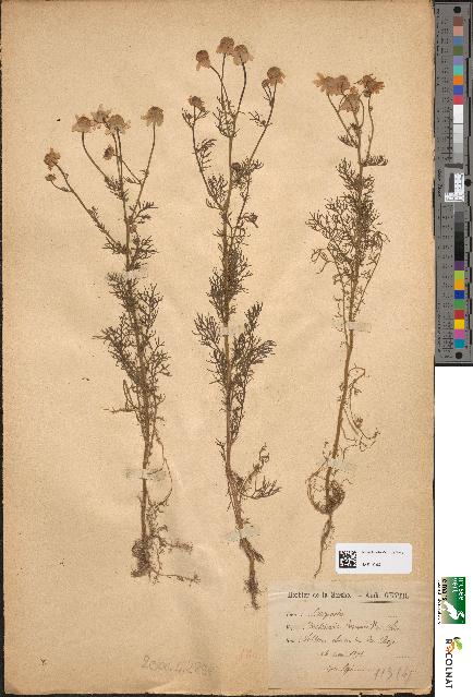 spécimen de Matricaria chamomilla