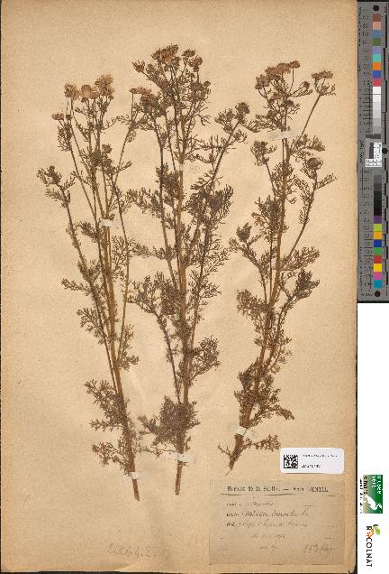spécimen de Matricaria chamomilla