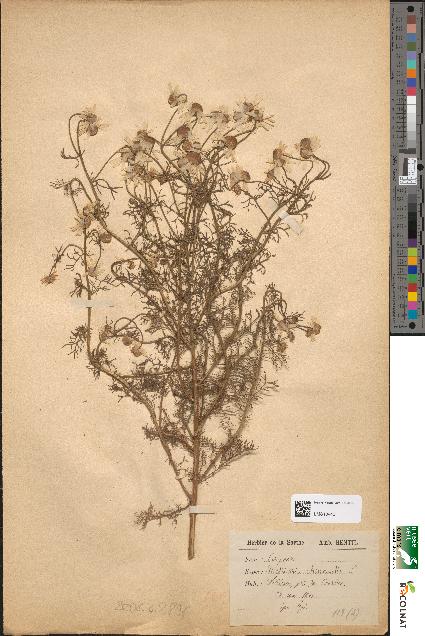 spécimen de Matricaria chamomilla