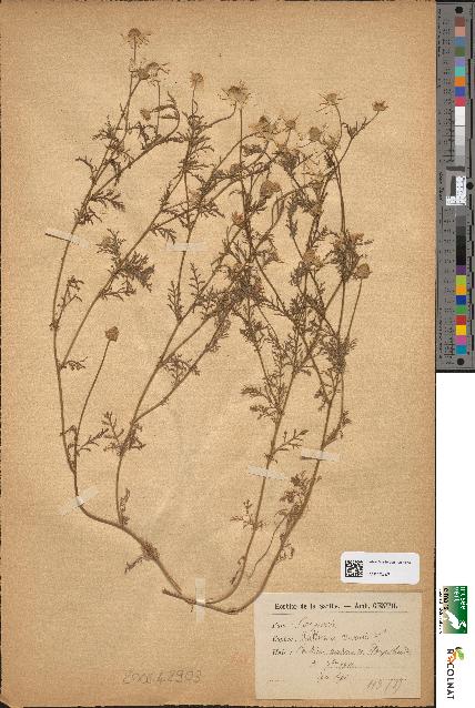 spécimen de Anthemis arvensis