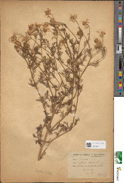 spécimen de Anthemis arvensis