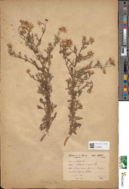 spécimen de Anthemis arvensis