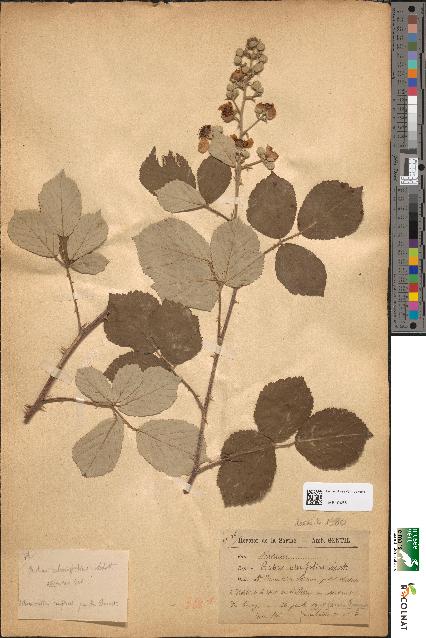 spécimen de Rubus ulmifolius