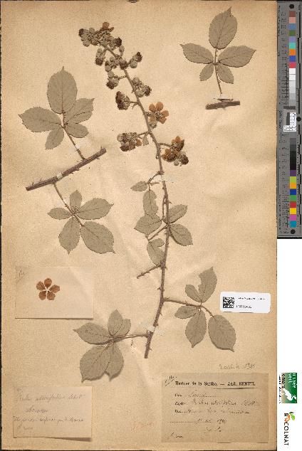 spécimen de Rubus ulmifolius