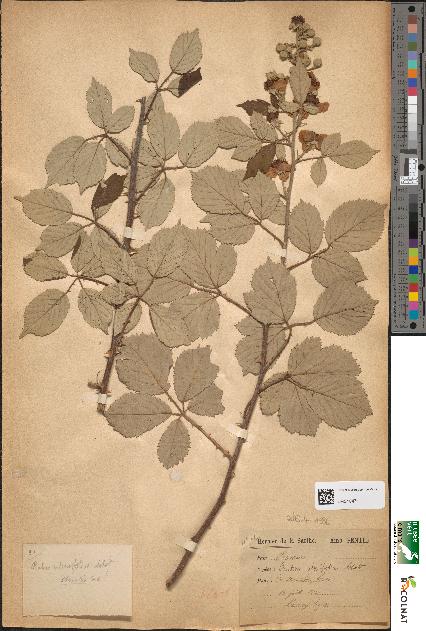 spécimen de Rubus ulmifolius