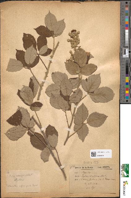 spécimen de Rubus ulmifolius