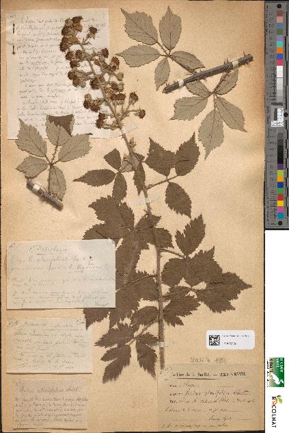 spécimen de Rubus ulmifolius