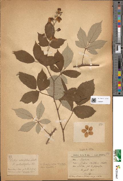 spécimen de Rubus ulmifolius