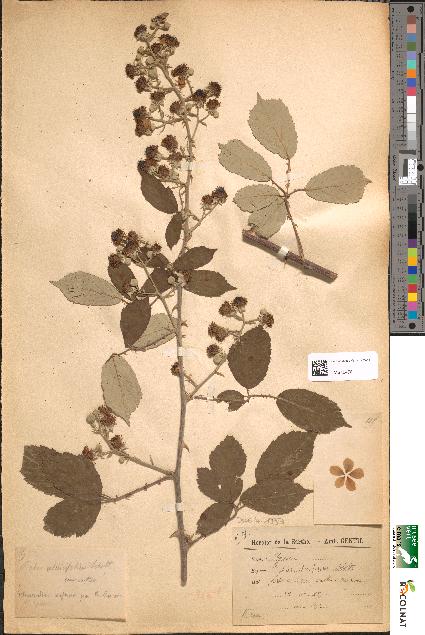 spécimen de Rubus ulmifolius