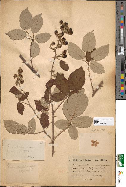 spécimen de Rubus ulmifolius