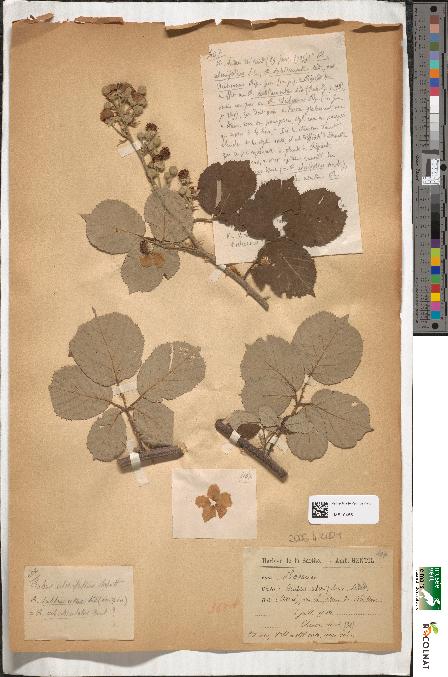 spécimen de Rubus ulmifolius