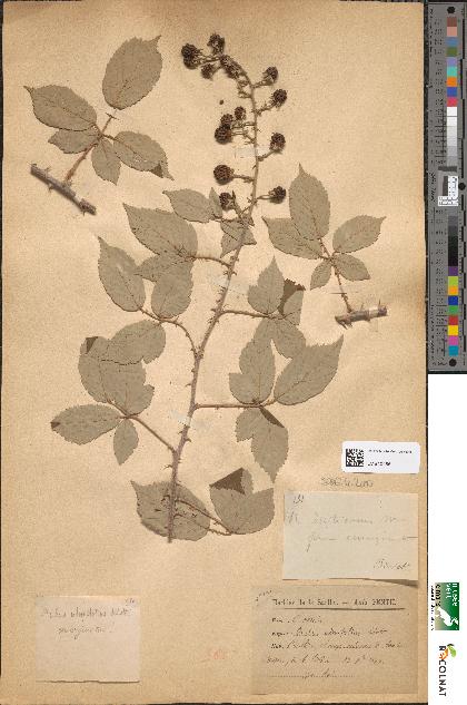 spécimen de Rubus ulmifolius