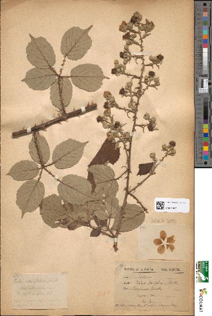 spécimen de Rubus ulmifolius