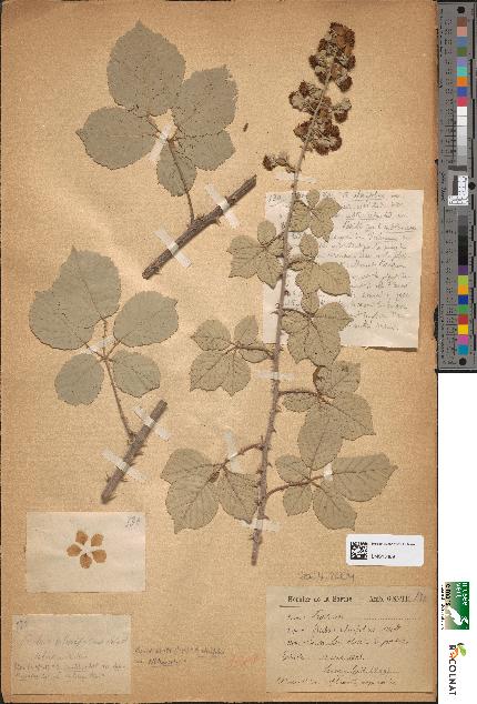 spécimen de Rubus ulmifolius