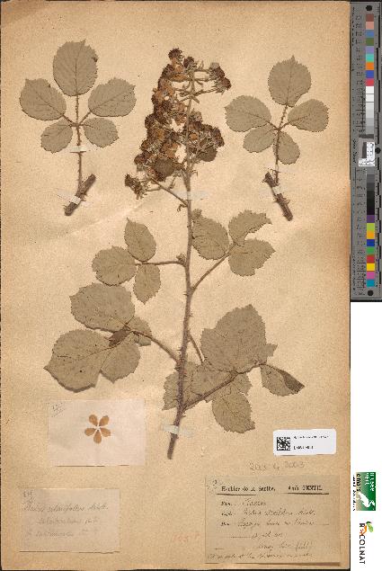 spécimen de Rubus ulmifolius