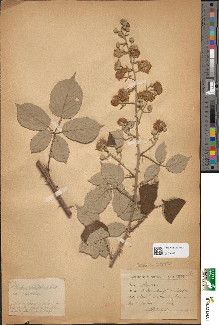 spécimen de Rubus ulmifolius