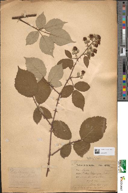 spécimen de Rubus hedycarpus