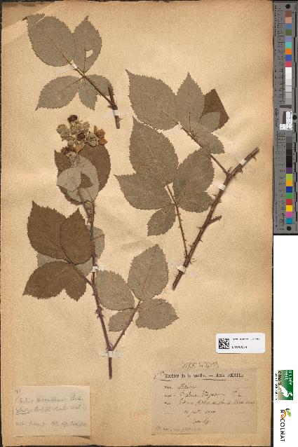 spécimen de Rubus hedycarpus