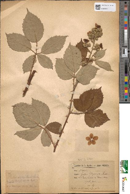 spécimen de Rubus hedycarpus