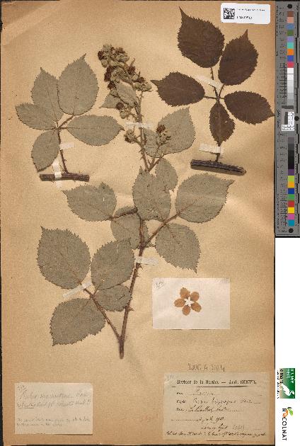 spécimen de Rubus hedycarpus