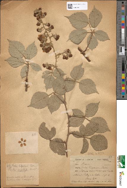 spécimen de Rubus hedycarpus