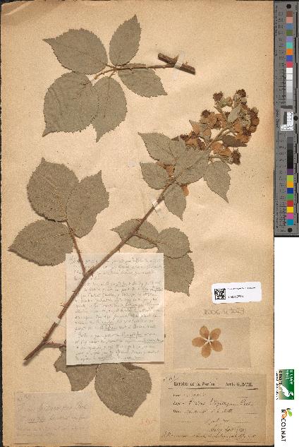 spécimen de Rubus hedycarpus