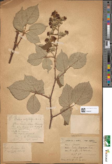 spécimen de Rubus hedycarpus