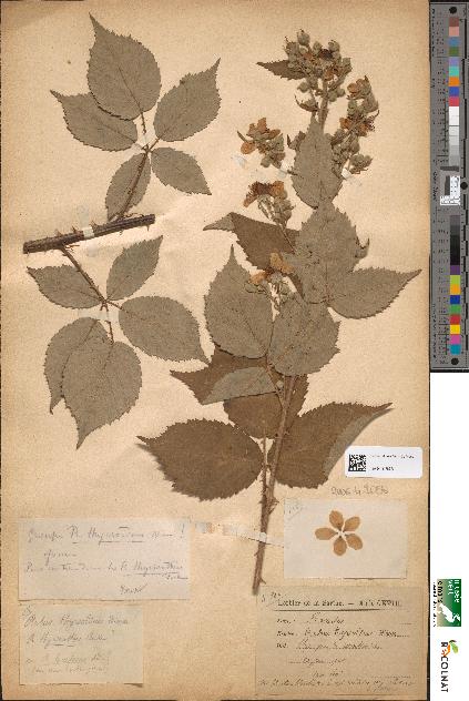 spécimen de Rubus thyrsoideus