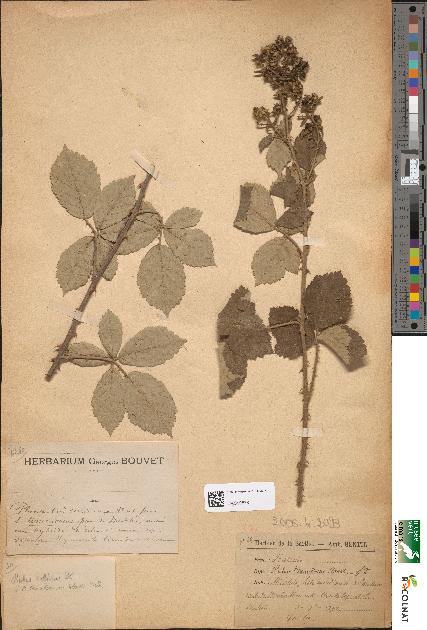 spécimen de Rubus × eriophyllus