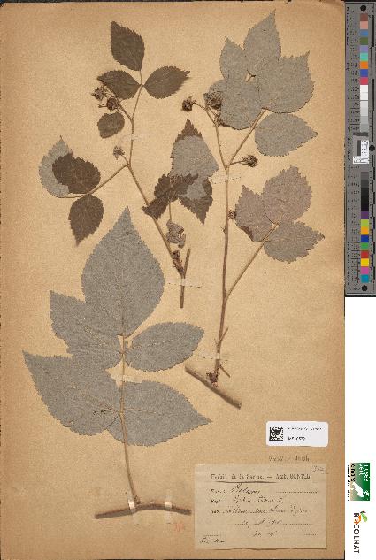 spécimen de Rubus idaeus