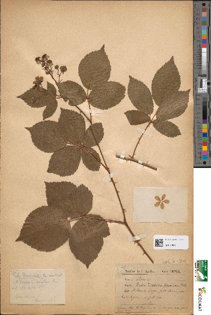 spécimen de Rubus divaricatus