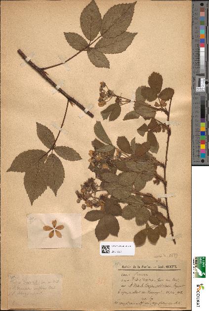 spécimen de Rubus divaricatus