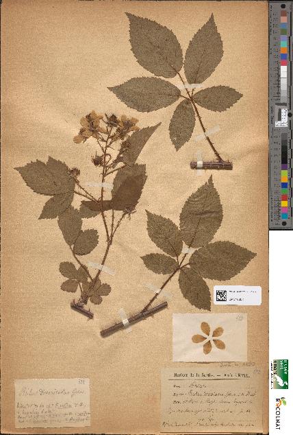 spécimen de Rubus divaricatus