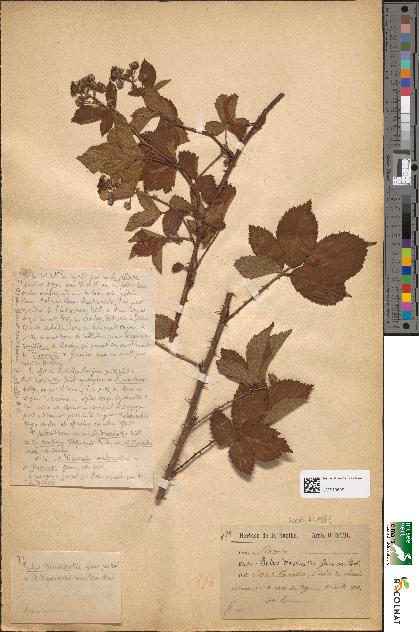 spécimen de Rubus divaricatus