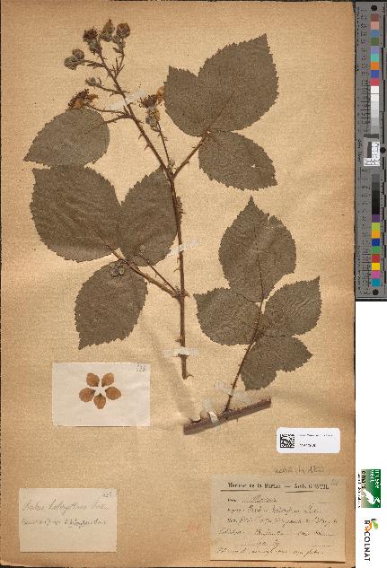 spécimen de Rubus holerythrus