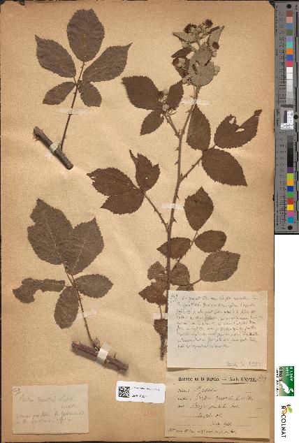 spécimen de Rubus questieri