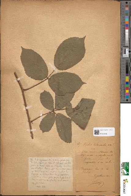 spécimen de Rubus elumbis