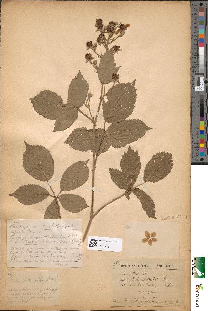 spécimen de Rubus clethrophilus