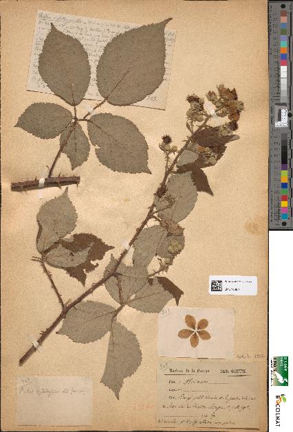 spécimen de Rubus oplothyrsus