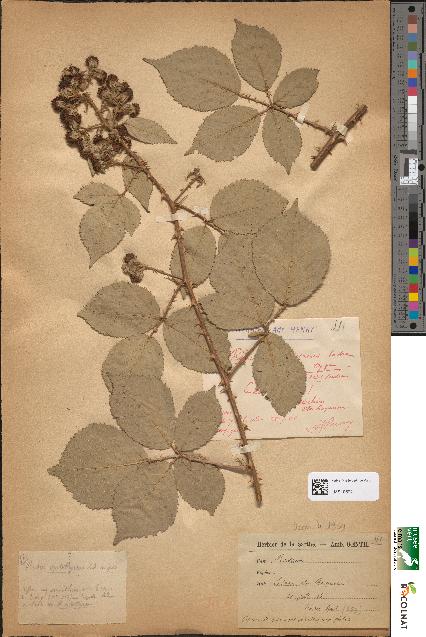 spécimen de Rubus oplothyrsus