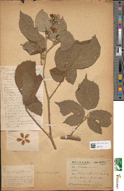 spécimen de Rubus macrophylloides