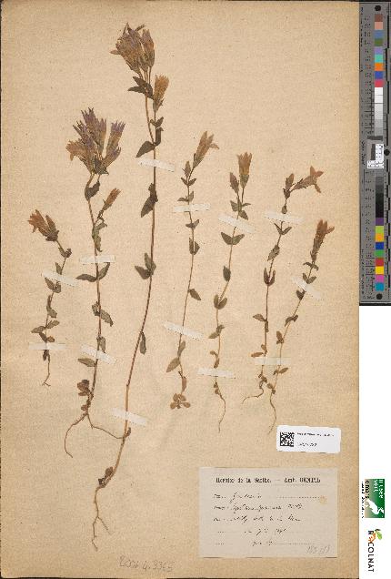spécimen de Gentiana germanica