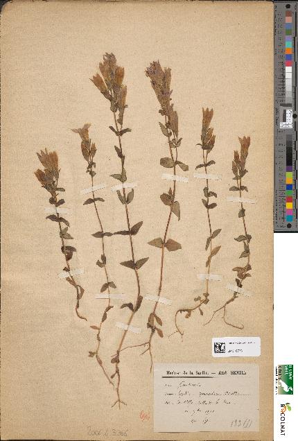 spécimen de Gentiana germanica